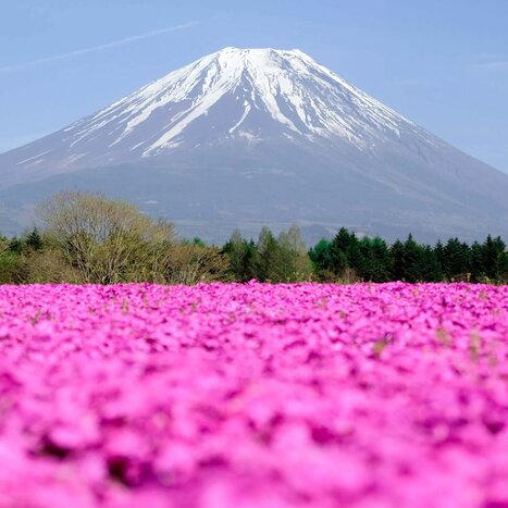 Guided Scenic Journey from Tokyo to Mt. Fuji & Lake Yamanaka Cycling Experience, Ending at Mishima Station