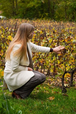 Veuve Clicquot, family grower & lunch