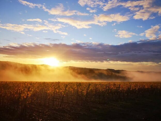 Sunset Dinner in  a Chianti Vineyard