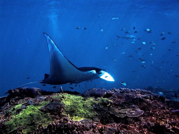 Full Day  Lembongan Snorkling Experence(join in)