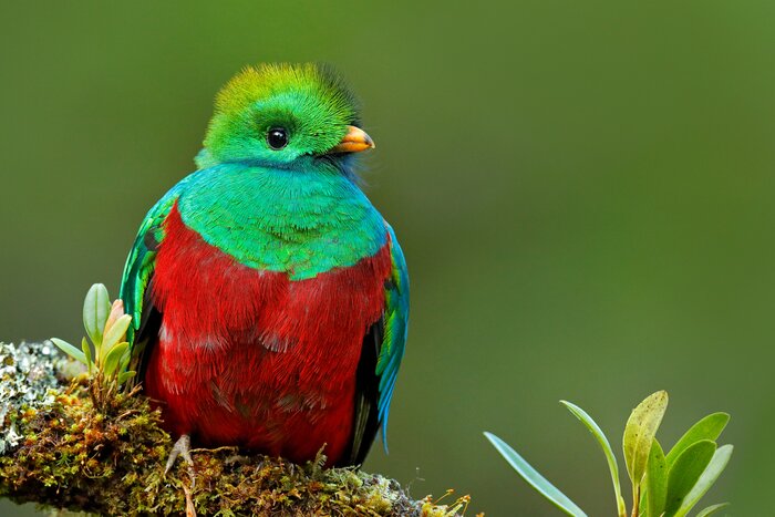 If you're lucky, you may spot a resplendent quetzal, Guatemala's national bird, in Biotopo del Quetzal