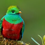 If you're lucky, you may spot a resplendent quetzal, Guatemala's national bird, in Biotopo del Quetzal