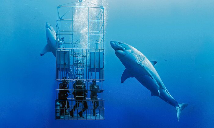 Shark Cage Diving Adventure