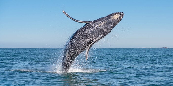 Humpback whales’ season in Bahía de Banderas, Puerto Vallarta