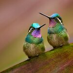 Bond as newly weds as you keep your eyes peeled for tropical species, like purple-throated hummingbirds on a hike to Laguna de Hule 