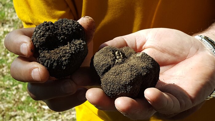 Truffle Hunting & Mushroom Museum with Lunch