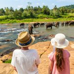 Elephants gather in the waters of Minneriya National Park
