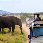 If you're lucky, an elephant may cross your path as you traverse Serengeti National Park