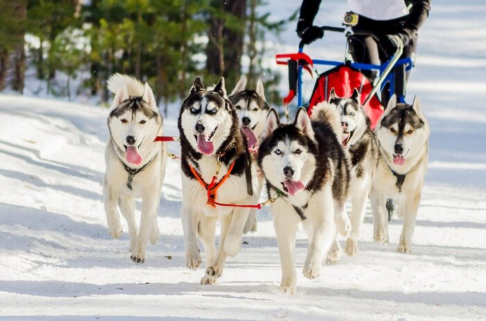 Dog Sledding Excursion