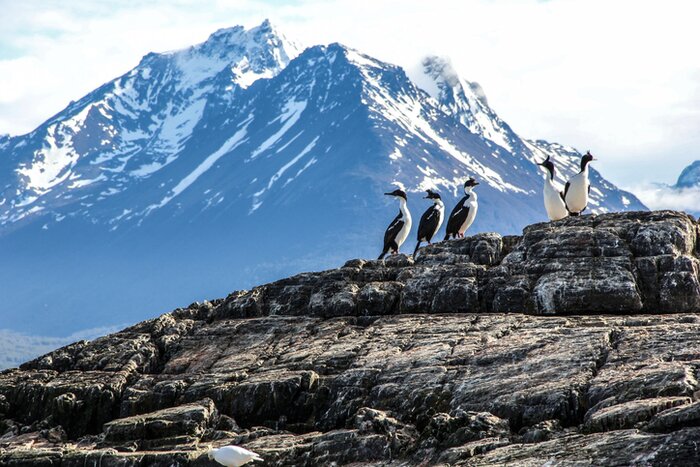 Spot seabirds on the rocky islets of Tierra del Fuego