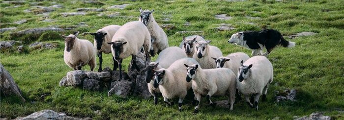 Traditional Sheep Farm Tour