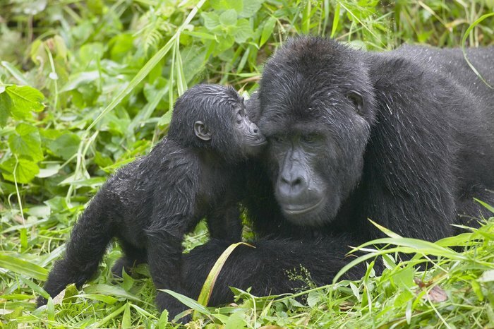 Gorilla Tracking in Bwindi