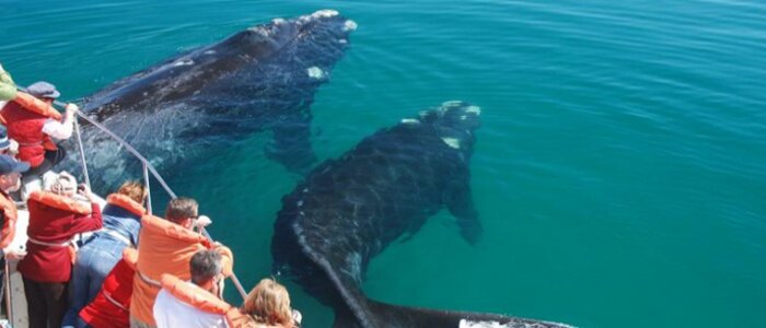 Whale Watching Navigation