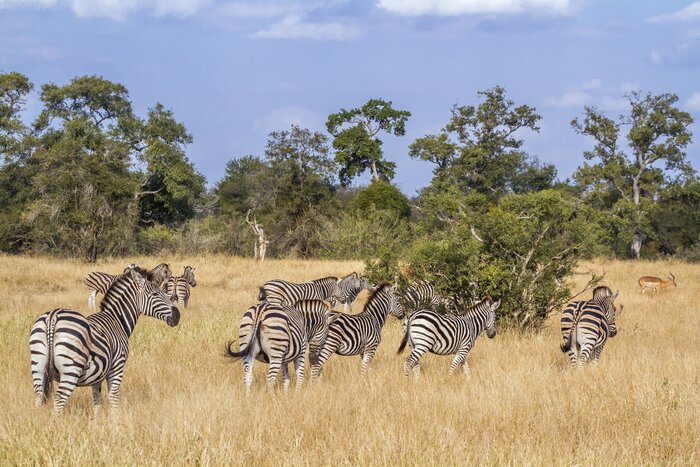 Look for members of the Big Five in Kruger National Park