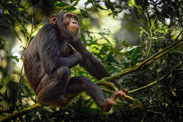 Search for lively chimpanzees in Kibale Forest National Park in December
