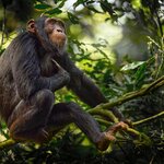 Search for lively chimpanzees in Kibale Forest National Park in December