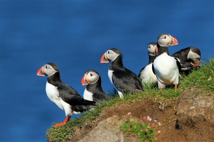 Puffins