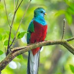 Keep an eye out for the resplendent quetzal in Monteverde's cloud forests