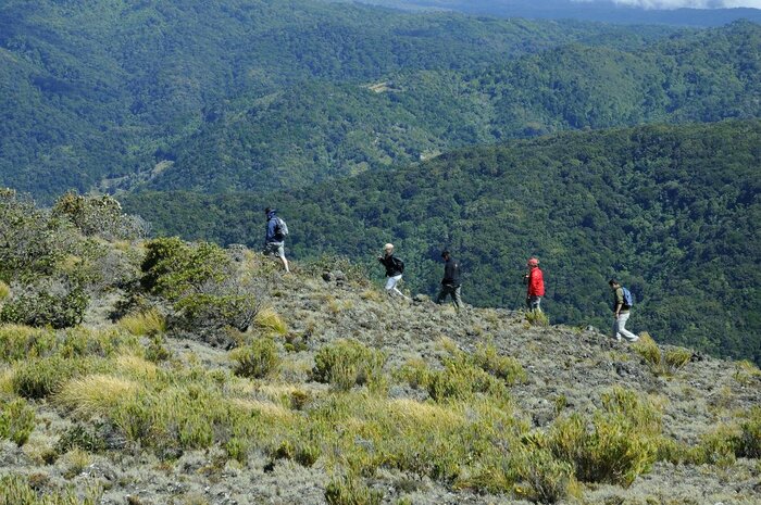 Highland Bird and Paramo Tour at Hotel Savegre