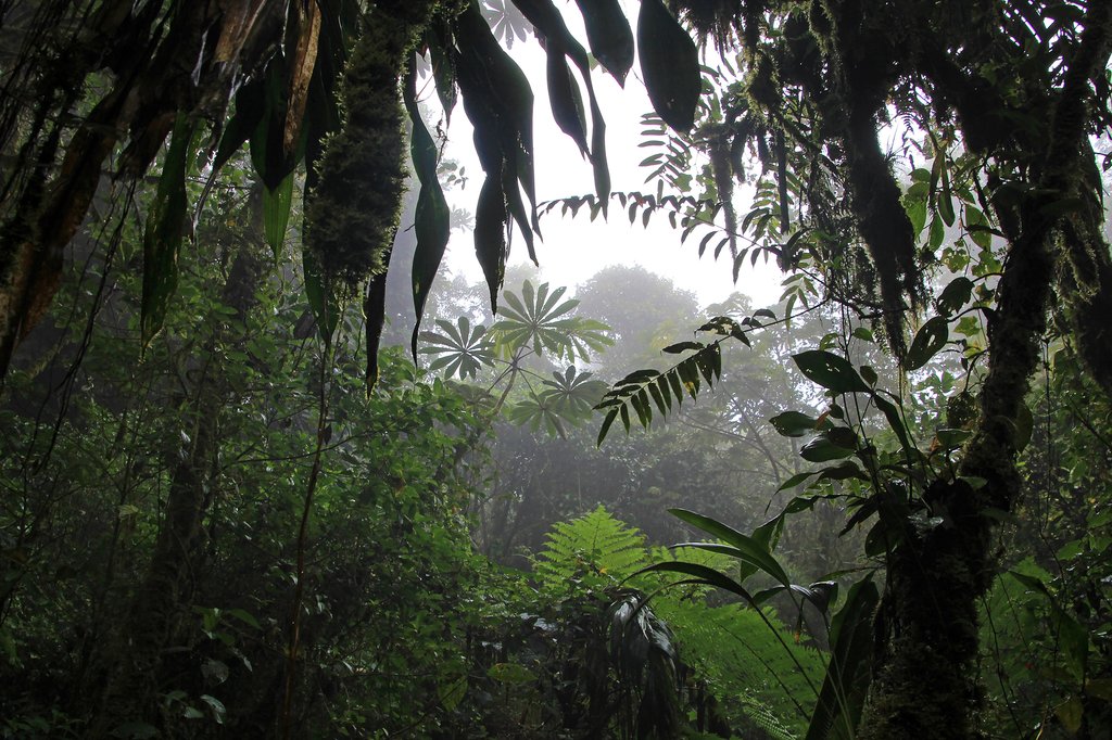 Costa rica rain forest green on Craiyon