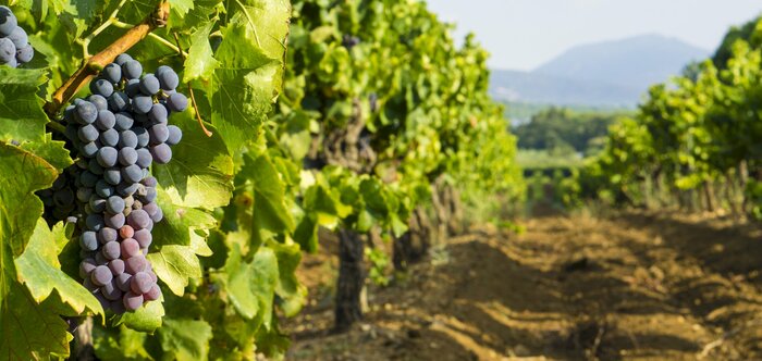 Full-Day Wine Tour at Chateau d'Esclans & Gulf of St Tropez vineyards