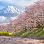 Cherry blossoms and Mount Fuji