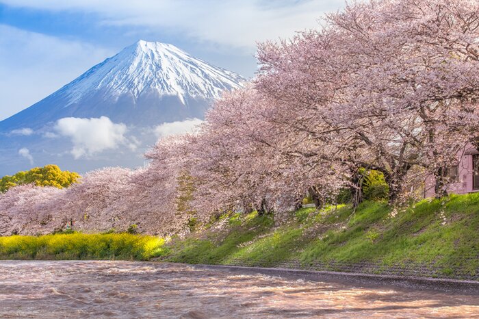 Cherry blossoms and Mount Fuji
