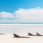Marine iguanas walking on Tortuga Bay beach on Isla Santa Cruz 