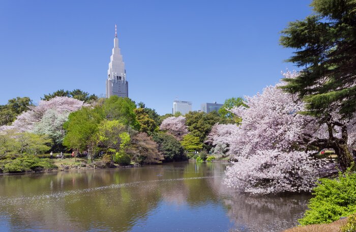 Full Day Tokyo City Tour with  Shinjuku Gyoen (cherry blossom)