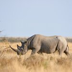 Meet the last wild white rhinos in Ol Pejeta Conservancy
