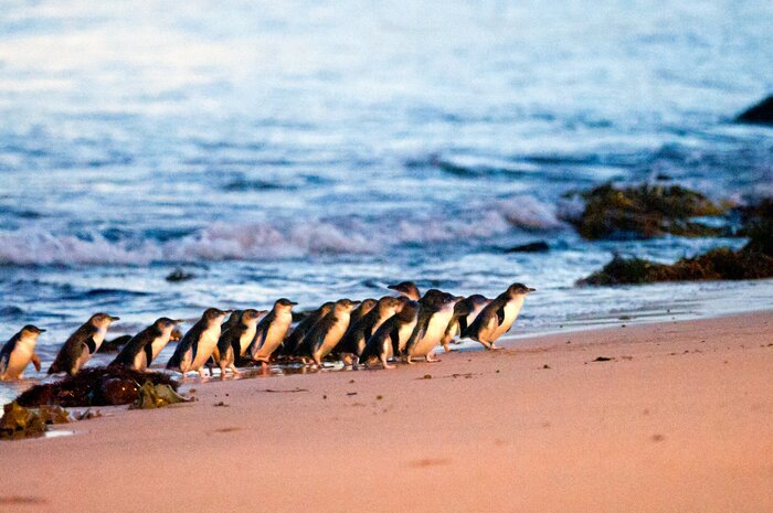 Phillip Island Penguin Parade Day Tour