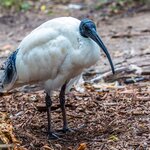 Find out about the kiwi, New Zealand's national bird