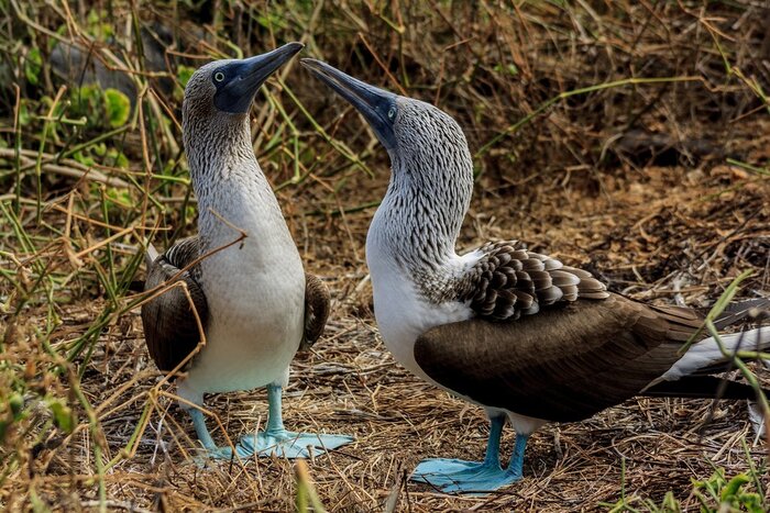 Blue-footed boobies nest this month