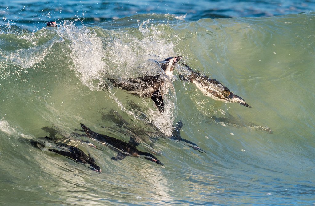 Penguins at Boulders Beach