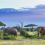 This epic two-week safari features some of Kenya's best elephant-spotting locales, including Amboseli National Park