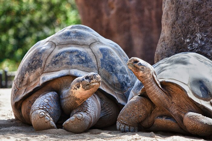 Meet Galápagos tortoises in the highlands at a breeding center