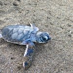 How to Get from San José to Tortuguero National Park