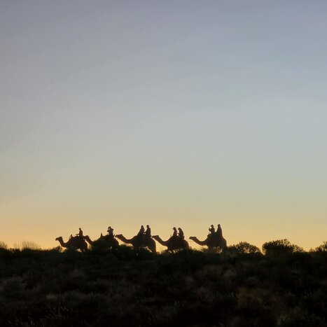 Sunrise Camel Experience