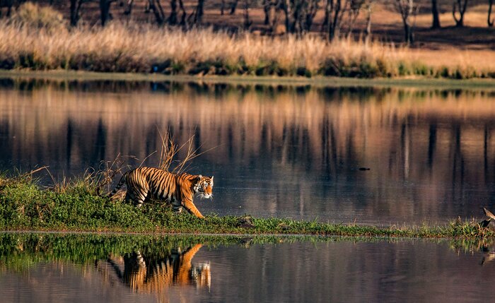 Bengal tiger in Kanha National Park
