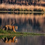 Bengal tiger in Kanha National Park