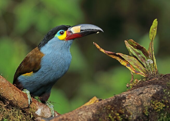 See stunning birdlife in Ecuador's Mindo Cloud Forest, like the plate-billed mountain toucan