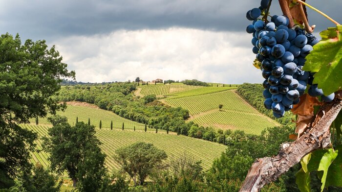 Discover Rioja: Wineries, Tastings & Regional Cuisine