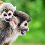 A mother and baby spider monkey in the Peruvian Amazon