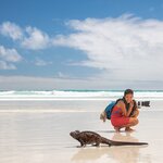 Marine iguanas pause for their close-up on Tortuga Bay Beach