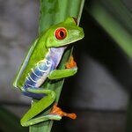 The red-eyed tree frog is one of the creatures you might spot on a nocturnal exploration of Tortuguero National Park