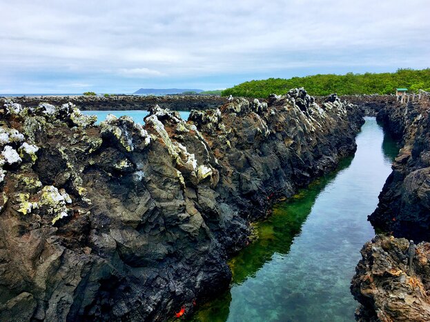 Bright Sally Lightfoot crabs cling to the lava rocks of Las Tintoreras
