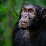 See eastern chimpanzees in the wilds of Uganda