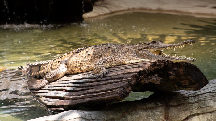 Private Visit to the Australia Zoo