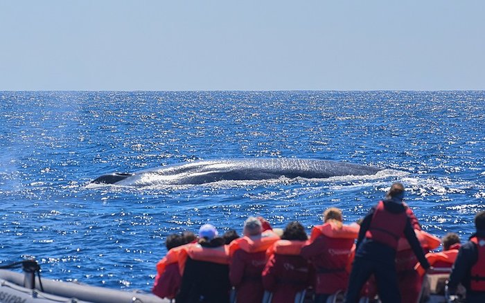 Whale Watching Experience