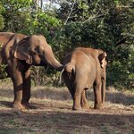Spend a day with Cambodia's Asian elephants 